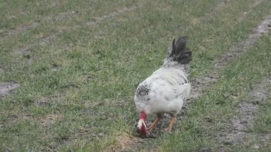 Geleneksel çiftlik çiftliğinde tavuklar besleniyor. Serbest tarım kümes hayvanları konsepti.