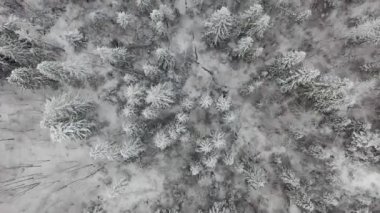 Sisteki donmuş kış ormanının havadan görünüşü. Karpatlar, Ukrayna