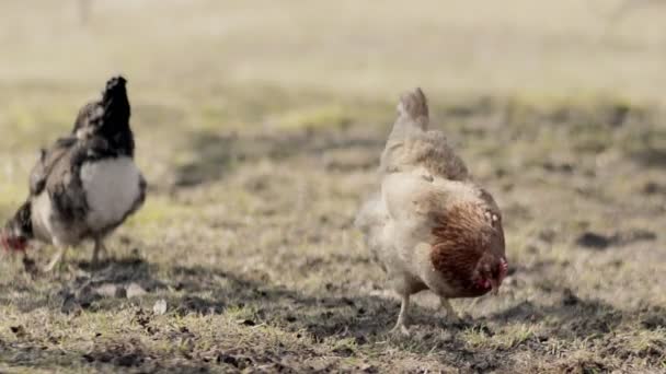 Kippen Voeden Zich Met Traditionele Boerenschuur Begrip Vrije Uitloop Pluimveehouderij — Stockvideo