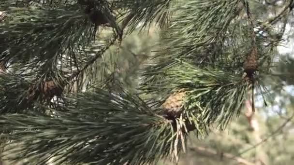 Gele Dennenappels Pijnbomen Dennentakken Met Kegels Van Dichtbij Blauwe Wijting — Stockvideo