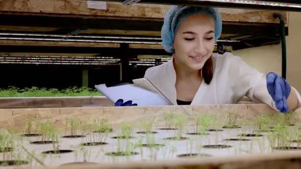 若い女性バイオテクノロジー学者は 水耕栽培の野菜の品質と量をチェックするためにタブレットを使用しています 技術を使用して作業時間を短縮し より快適にします 背景に緑のサラダ — ストック動画