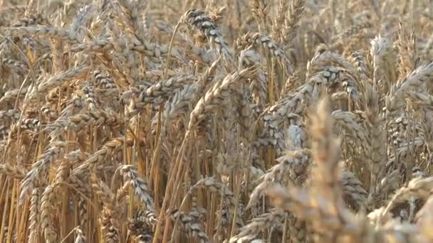 Campo Grano Dorato Bella Natura Tramonto Paesaggio Sfondo Maturazione Spighe — Video Stock