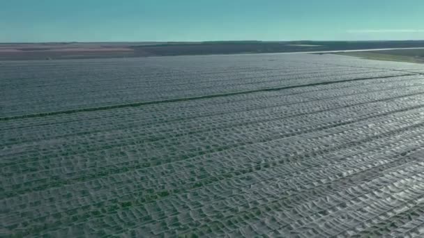 Vista Aérea Plantación Apple Cultivo Manzanas Panorama Manzana Huerta Disparando — Vídeos de Stock