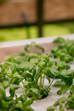 Hidroponik sistemde bazil ve şifalı bitkiler, kaya yününden yapılmış tohum kapsülleri. Vejetaryen ve sağlıklı beslenme konsepti. Filizlenmiş tohumlar, mikro yeşiller