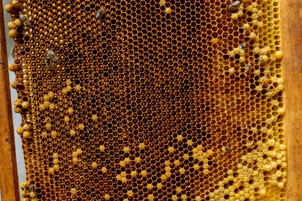 Gros plan des abeilles sur nid d'abeille dans le rucher - foyer sélectif, espace de copie — Photo