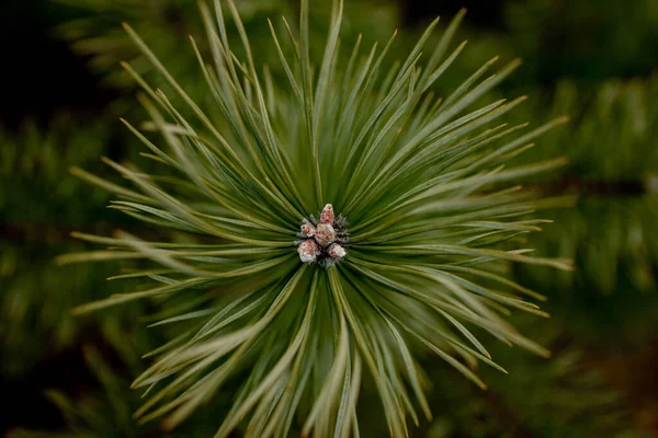 Macro shooting of plants. Coniferous branches with young buds look like flowers. Pine branch with cones in spring — Stock Photo, Image