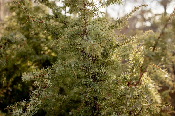 Anão Japonês jardim zimbro - Nome latino - Juniperus procumbens Nana — Fotografia de Stock