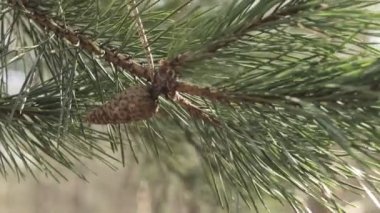 Çam ağaçlarında sarı çam kozalakları. Kozalaklı çam dalları, yaklaşın. Makro.