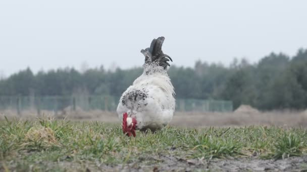 Kippen Voeden Zich Met Traditionele Boerenschuur Begrip Vrije Uitloop Pluimveehouderij — Stockvideo