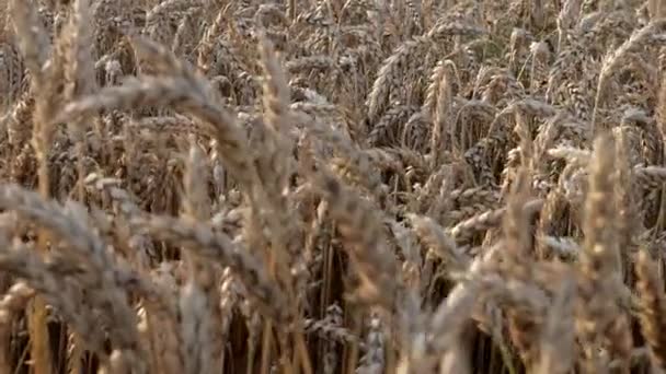 Goud Tarweveld Prachtige Natuur Zonsondergang Landschap Achtergrond Van Rijpende Oren — Stockvideo