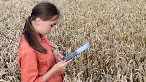 Caucasian Agronomist Controleert Het Veld Van Granen Stuurt Gegevens Naar — Stockvideo