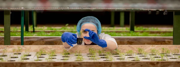 Kobiety Ogrodników Zachować Zieleń Gospodarstwie Hydroponicznym Obserwując Wzrost Zieleni Skrupulatnie — Zdjęcie stockowe