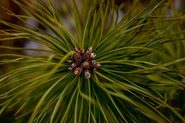 Bitkilerin makro çekimi. Genç tomurcukları olan kozalaklı dallar çiçek gibi görünür. Baharda kozalaklı çam dalı.