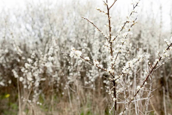 Flores Blancas Que Florecen Campo Fondo Floración Enfoque Selectivo — Foto de Stock