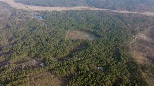 Aerial Drone View Deforestation Pine Forest Ecology Concept Change Tree — Stock Video