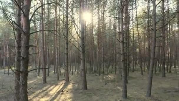 Όμορφη Θέα Του Τοπίου Των Κωνοφόρων Δάσος Την Άνοιξη Ηλιόλουστη — Αρχείο Βίντεο