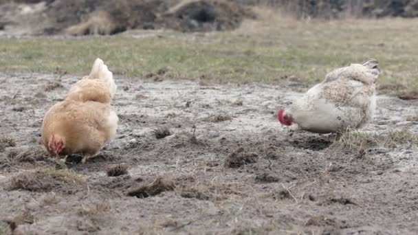 Kippen Voeden Zich Met Traditionele Boerenschuur Begrip Vrije Uitloop Pluimveehouderij — Stockvideo