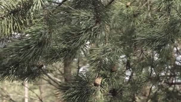 소나무에 솔방울 솔방울달린 소나무 가지들을 매크로 — 비디오