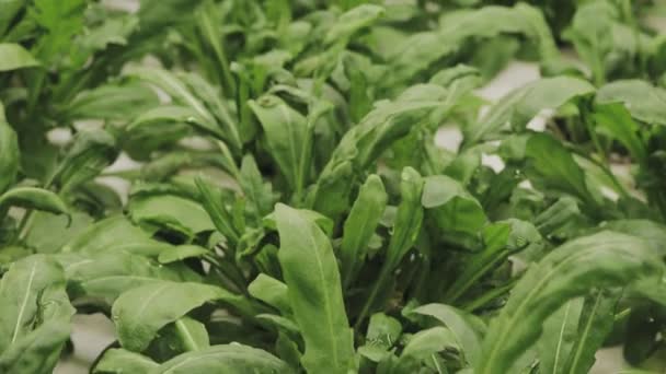 Folhas Arugula Frescas Perto Planta Salada Alface Folhas Vegetais Hidropônicas — Vídeo de Stock