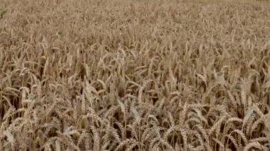 Altın buğday tarlası. Güzel Doğa Günbatımı Manzarası. Olgunlaşan çayırlık buğday tarlalarının arka planı. Büyük hasat ve verimli tohum endüstrisi kavramı.