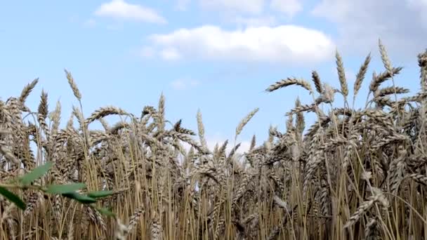 黄金の麦畑 美しい自然の夕日の風景 牧草地のコムギ畑の熟成耳の背景 偉大な収穫と生産的な種子産業の概念 — ストック動画