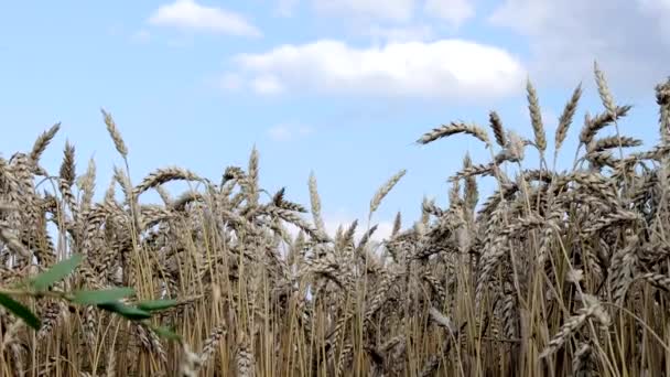 Gold Wheat Field Beautiful Nature Sunset Landscape Background Ripening Ears — Stock Video