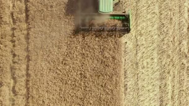 Hasat Makinesi Buğday Mahsulünü Topluyor Tarım Makineleri Hasat Sırasında Tarım — Stok video