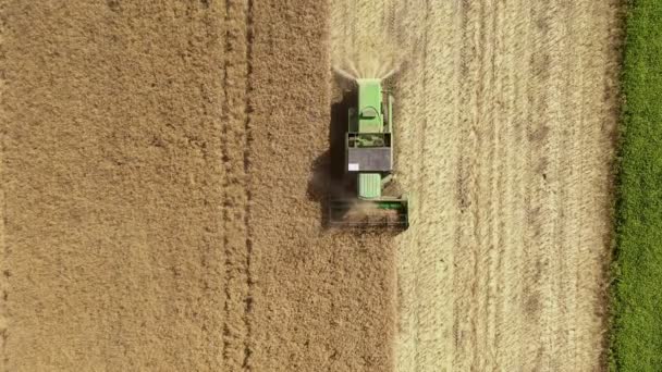 Combinatie Oogstmachine Verzamelt Tarweoogst Landbouwmachines Die Tijdens Het Oogsten Landbouwgrond — Stockvideo