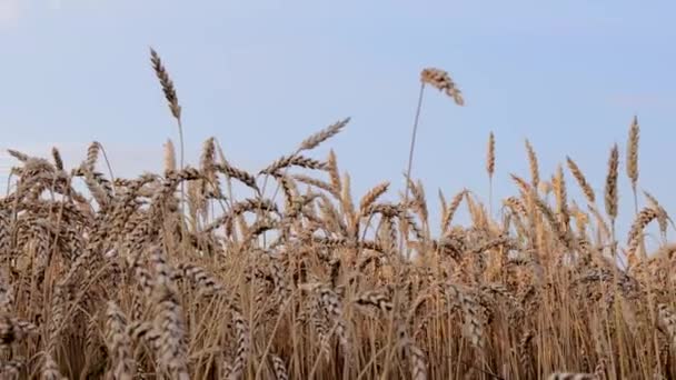 Золотое Пшеничное Поле Природный Ландшафт Заката Фон Спелых Колосьев Лугового — стоковое видео