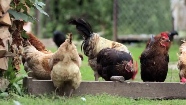 Várias Galinhas Vermelhas Que Comem Milho Campo Conceito Agricultura Pet — Vídeo de Stock