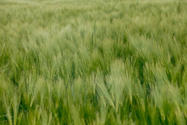 Green Barley Field Solig Dag Europa — Stockfoto