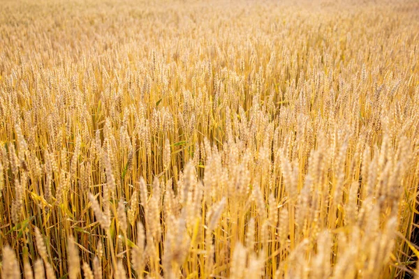 Gold Wheat Field Beautiful Nature Sunset Landscape Background Ripening Ears Stock Picture