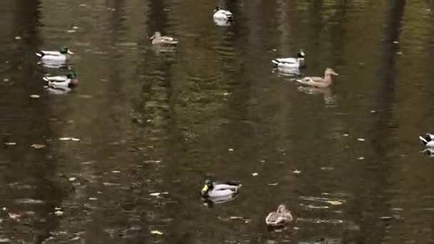 Vild Anka Som Simmar Klart Sjövatten Höstparken — Stockvideo