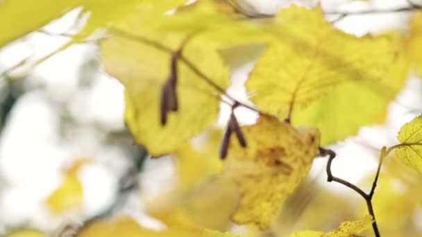 Sonbahar Sonbahar Yapraklar Sonbahar Yapraklı Bir Ağaç Dalı — Stok video