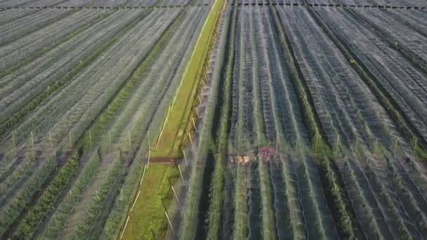 Luftfoto Apple Plantage Dyrkning Æbler Panorama Apple Frugtplantage Skydning Med – Stock-video