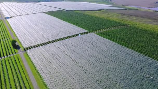 Flygfoto över Apple-plantagen. Odling av äpplen. — Stockvideo