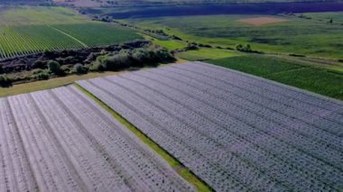 Elma tarlasının havadan görünüşü. Elma ekimi. Panorama Elma Bahçesi İHA ile vuruluyor