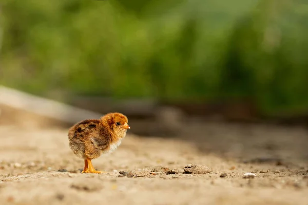 Retrato Pascua Pequeño Pollo Amarillo Esponjoso Caminando Patio Del Pueblo — Foto de Stock