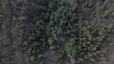 Hava görüntüsü. Bulutlu bir bahar gününde yeşil kozalaklı ağaçlarla kaplı bir orman. Doğal manzara..