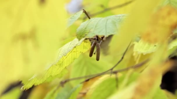 Otoño Otoño Hojas Fondo Una Rama Árbol Con Hojas Otoño — Vídeo de stock