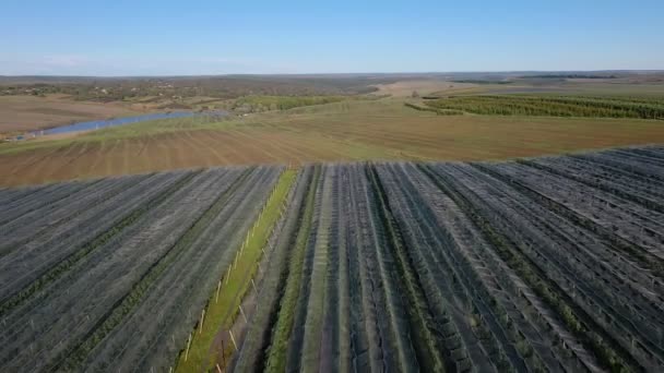 Flygfoto Över Apple Plantagen Odling Äpplen Panorama Apple Fruktträdgård Skytte — Stockvideo