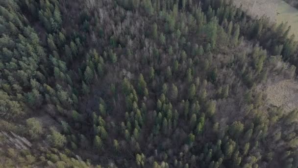 Vista Aérea Bosque Con Árboles Coníferas Verdes Día Nublado Primavera — Vídeos de Stock