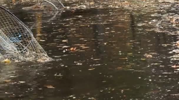 Працівник Прибирає Озеро Парку Вирівнювання Озера Сіткою Листя — стокове відео