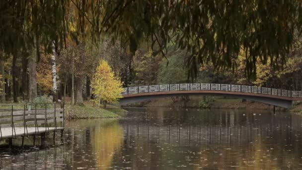 Patos nadando bajo el puente en el parque de otoño, timelapse — Vídeos de Stock
