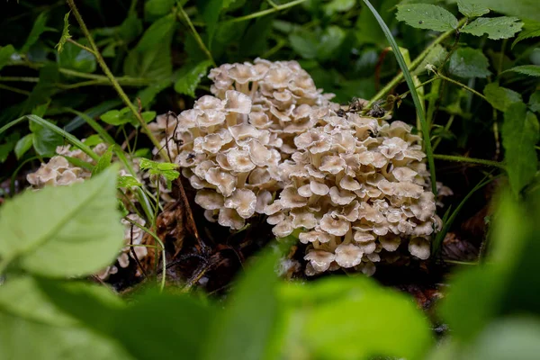 Oyster Mushrooms Summer Forest Welcome Find Mushroom Picker Valuable Delicious — Stock Photo, Image