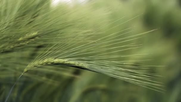 Zrznoucí sluch lučního pšeničného pole. Koncept bohaté sklizně. — Stock video