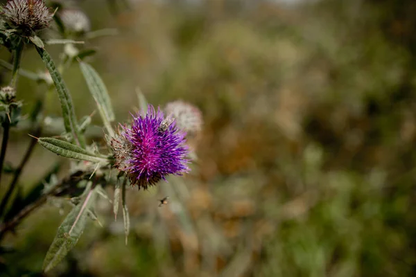 Close Bee Collects Honey Thistle Macro — Stock Photo, Image