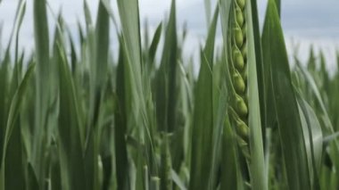 Olgunlaşmış çayır buğday tarlaları. Zengin hasat konsepti. Yavaş çekim buğday tarlası. Yeşil buğday kulakları..