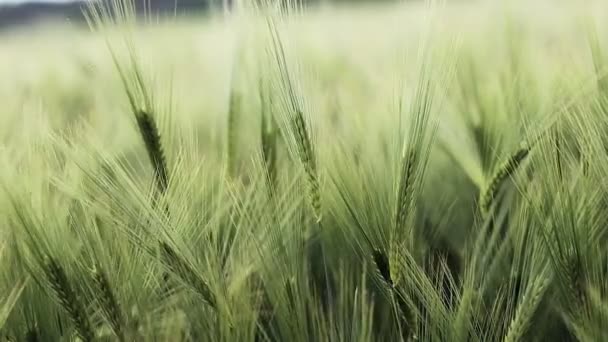 Сохнущие Колосья Лугового Пшеничного Поля Концепция Богатого Урожая Пшеничное Поле — стоковое видео