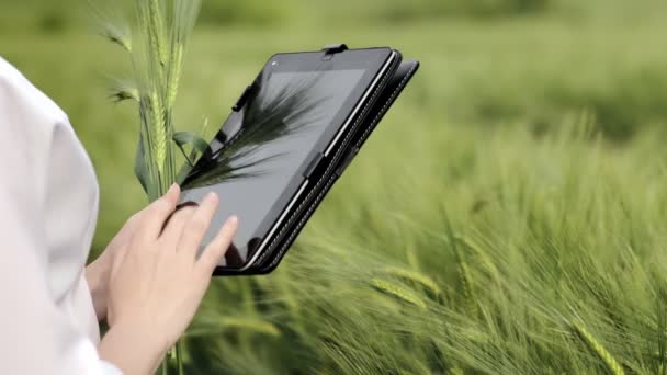 Agronomista Com Tablet Campo Mãos Femininas Com Comprimido Fundo Campo — Vídeo de Stock